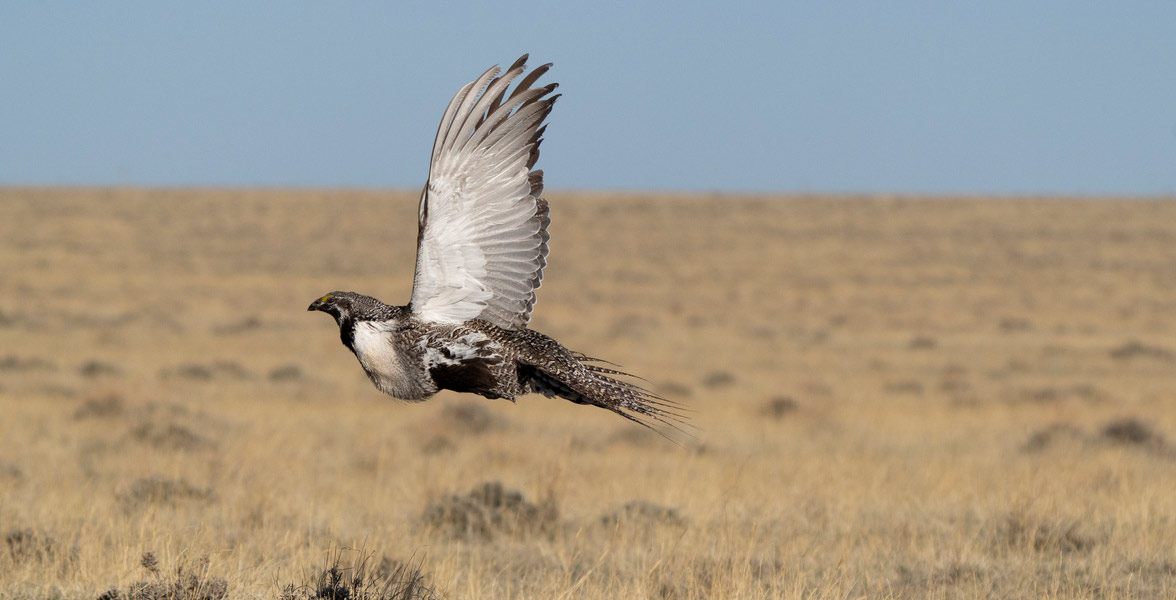 Greater Sage-Grouse in flight.