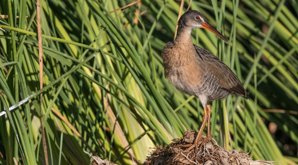 A Yuma Ridgway's Rail stands on a pile of vegetation looking vigilantly to the left in front of a wall of dense cattails.