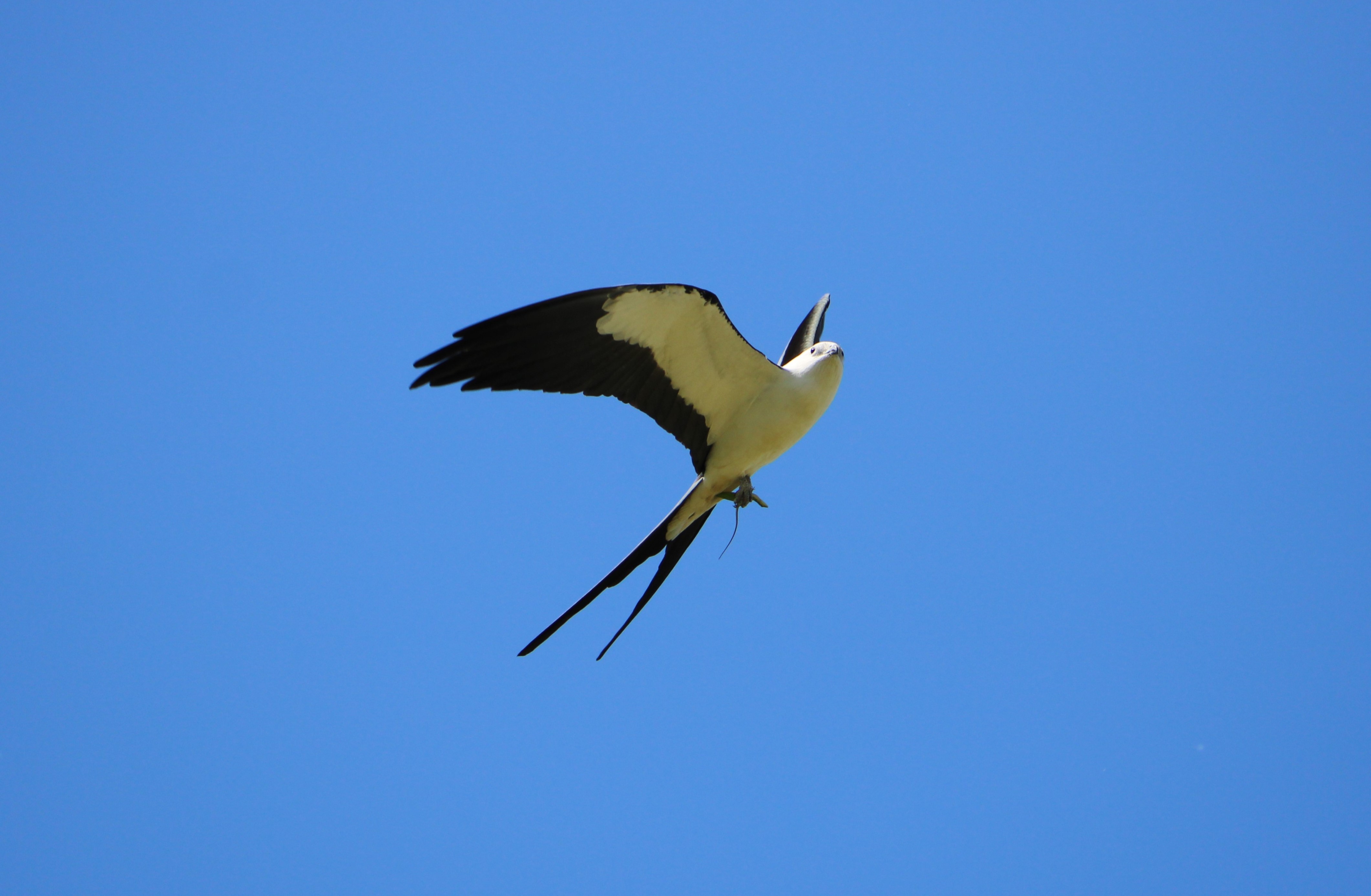 A bird of prey in flight with a lizard in its talons.