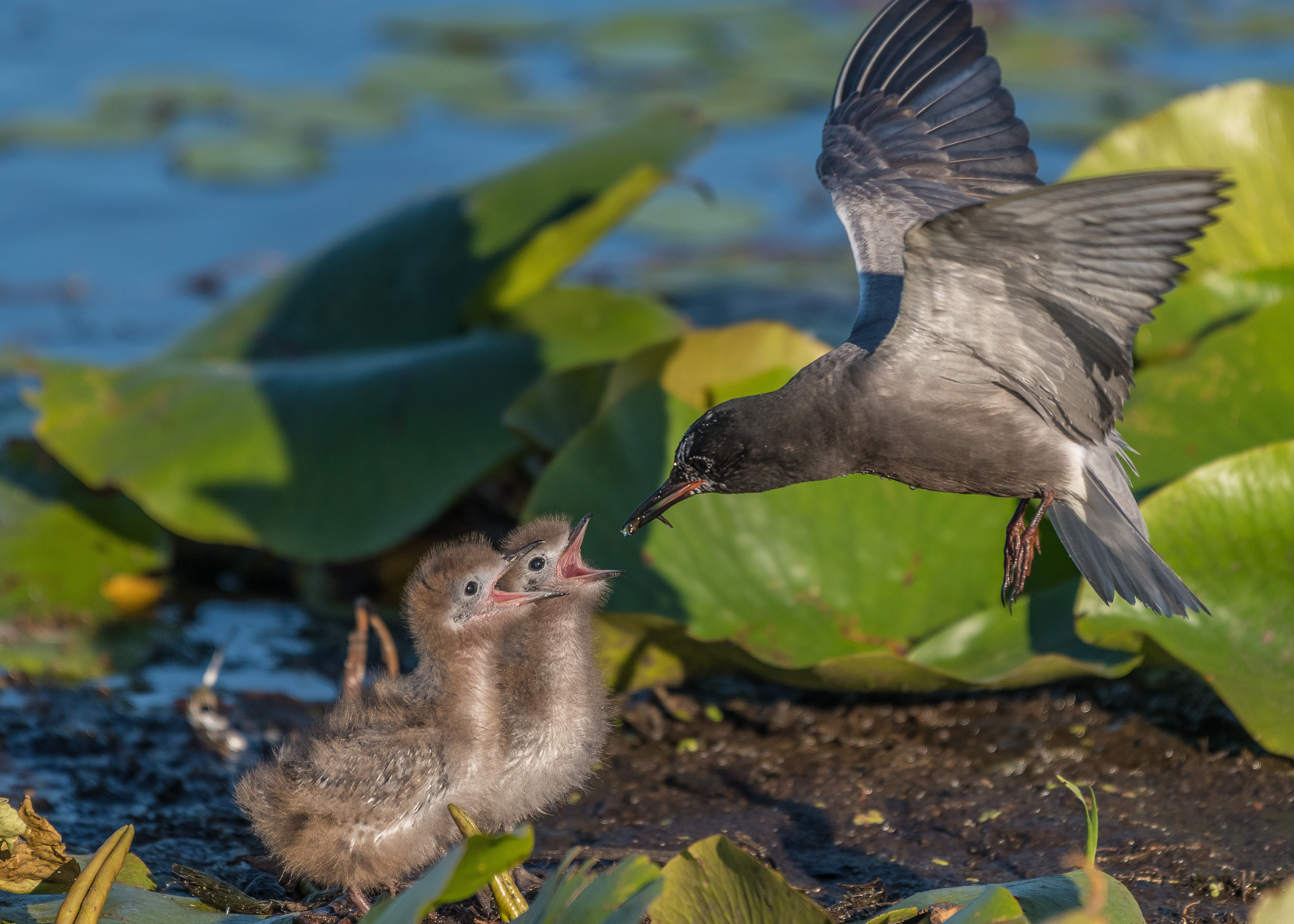 Black Tern. Photo: Sabrina Dao 