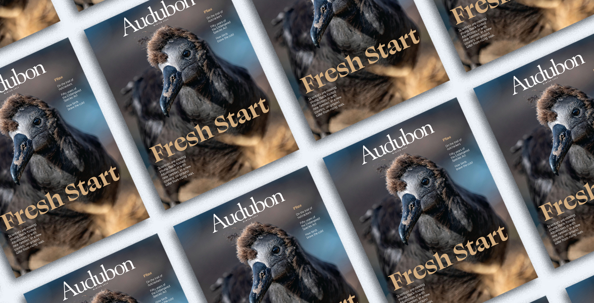 Black-footed Albatross, Winter 2023 <i>Audubon</i> Magazine.