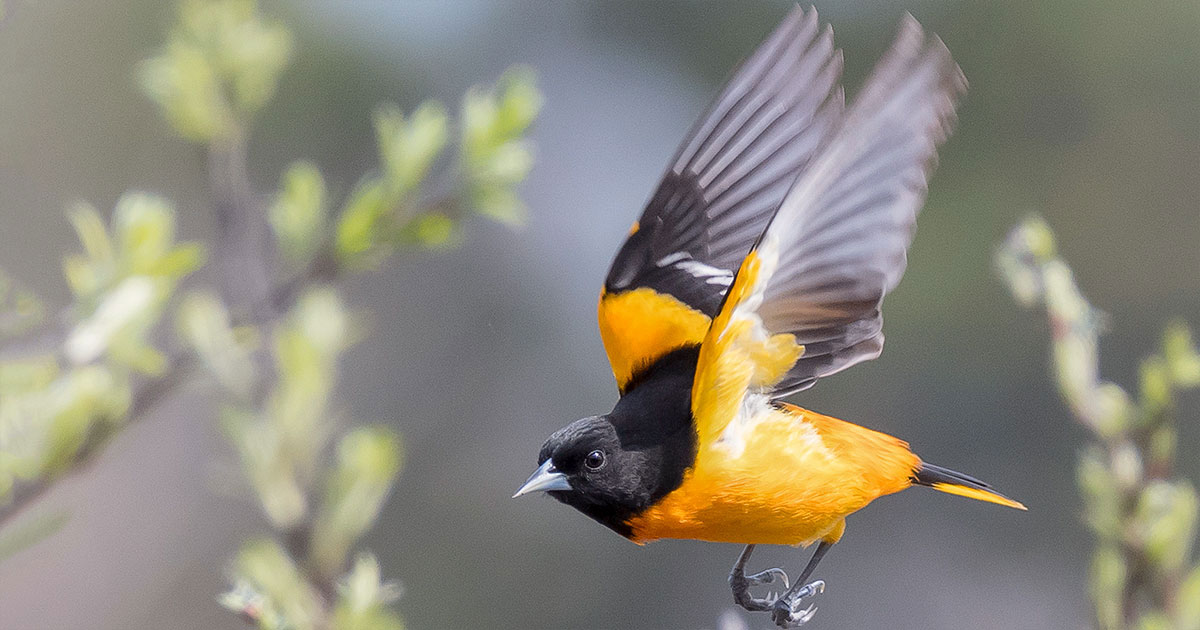 Baltimore Oriole.