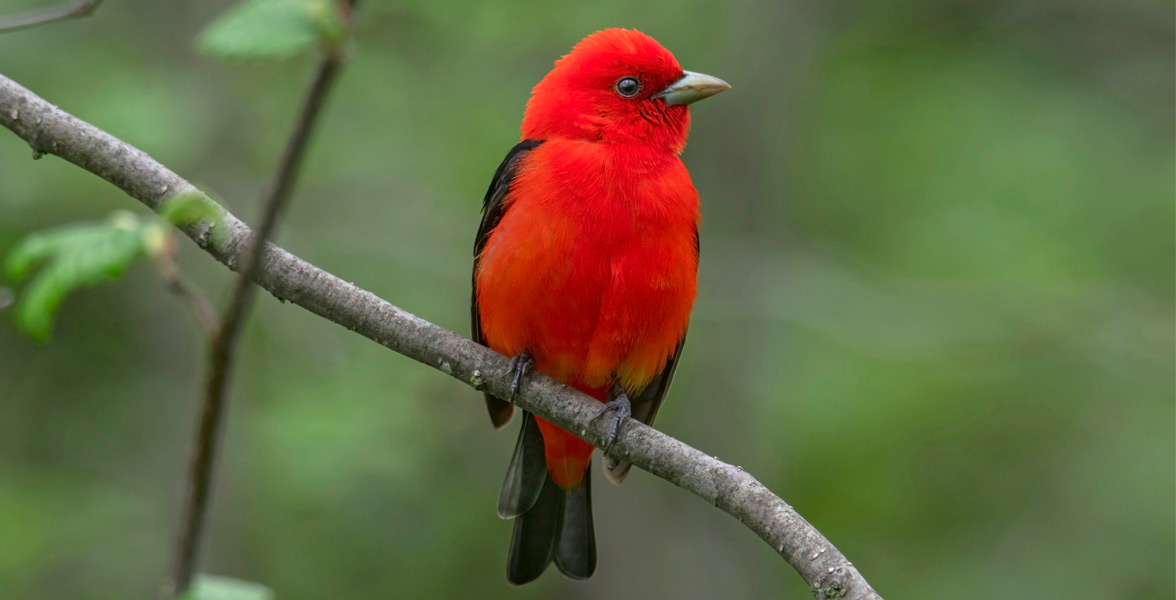 Scarlet Tanager perched on a tree branch.