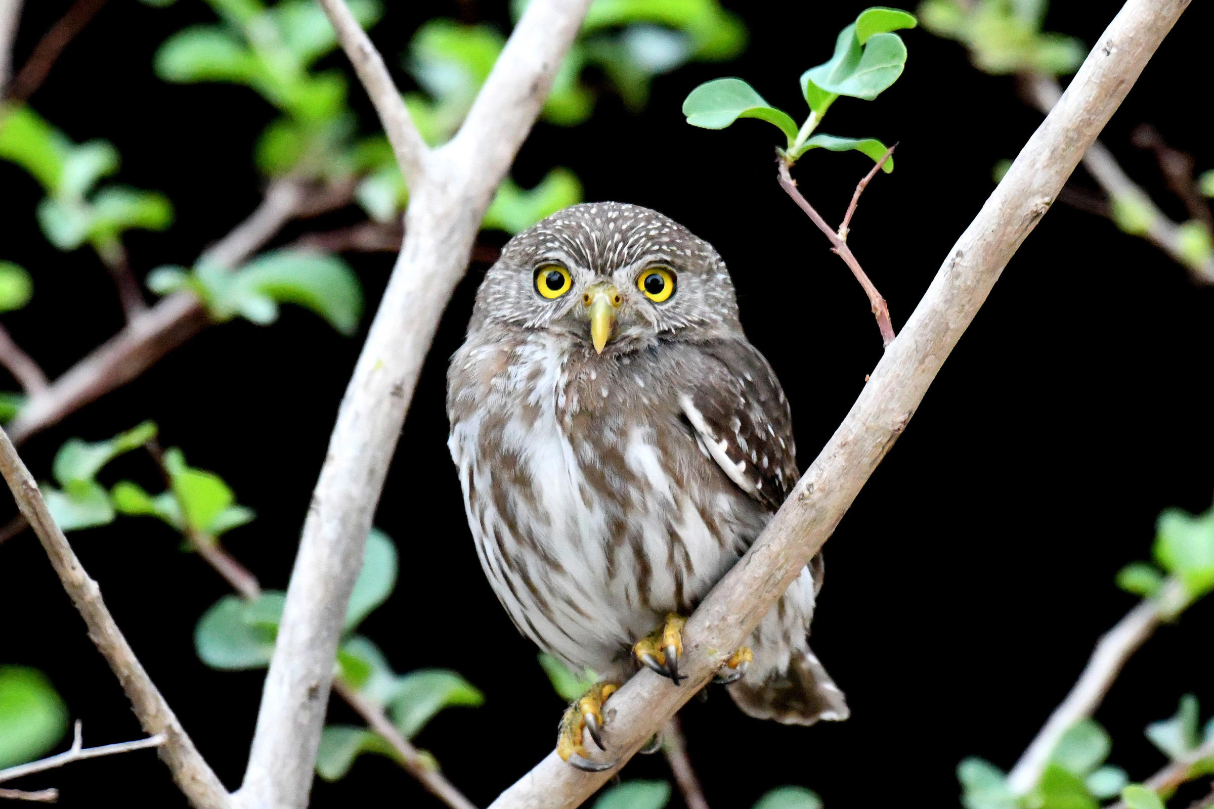 Ferruginous Pygmy Owl. Brian Henderson/Flickr