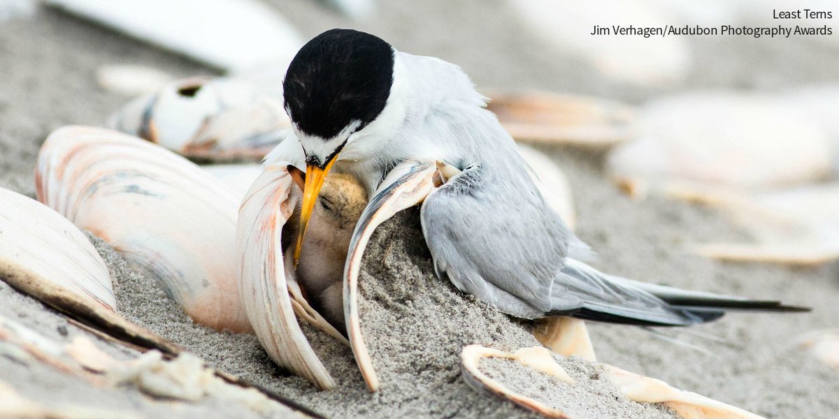 Least tern with chick