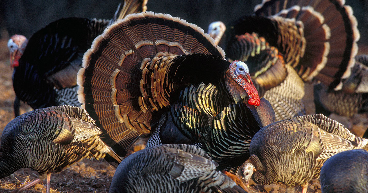 Rio Grande Wild Turkeys.