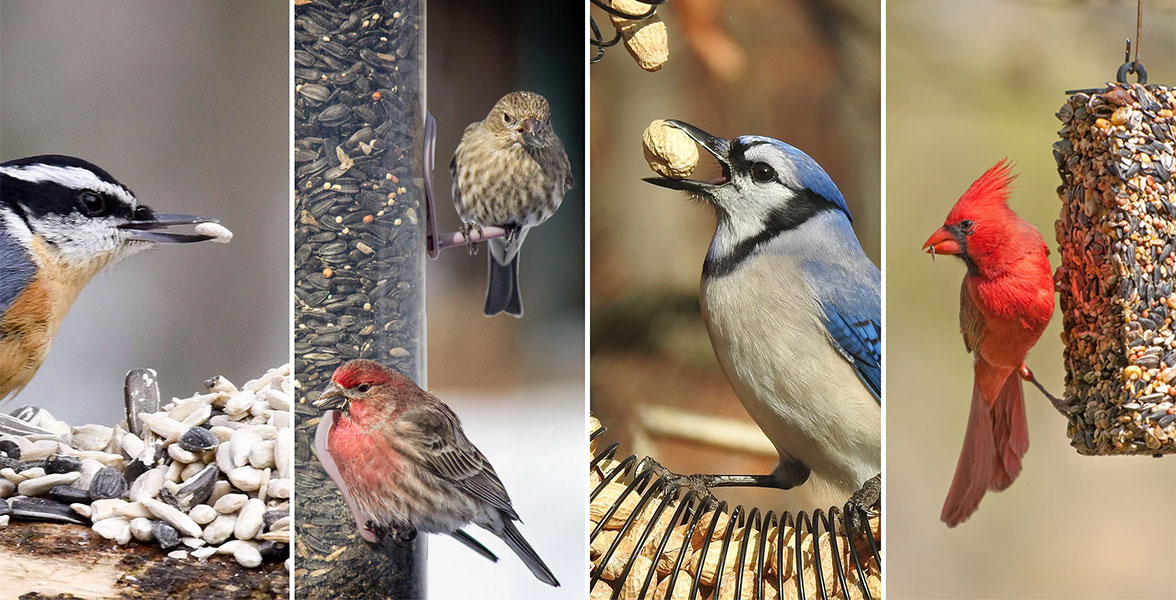 Photos from left: Red-breasted Nuthatch, House Finches, Blue Jay, Northern Cardinal.