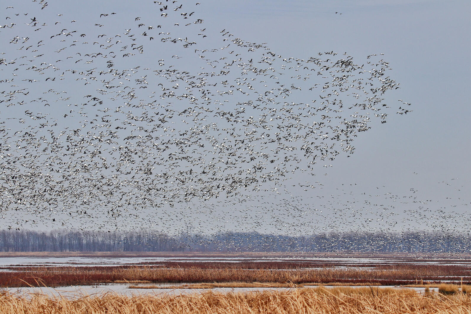 Snow Geese at Goose Pond Fish and Wildlife Area. Photo: Mark Moschell/flickr CC BY-NC 2.0 DEED