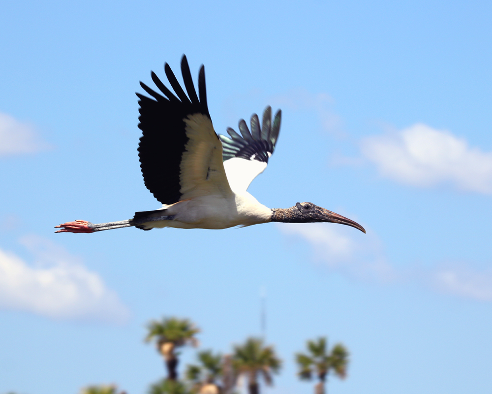 A large black and white bird in flight.