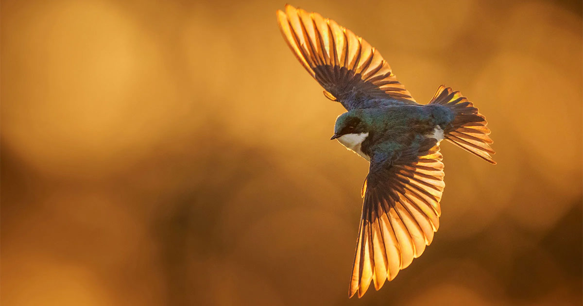 Tree Swallow.