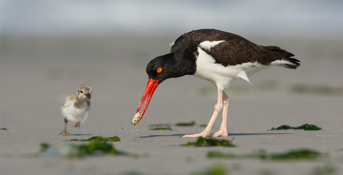 Photo of an American Oystercatcher and its chick on the shoreline.