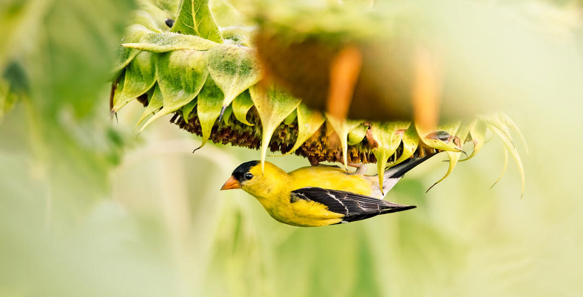 American Goldfinch clinging to a large sunflower bloom. 