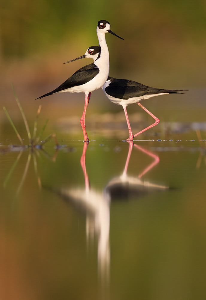 Black-necked Stilt. 