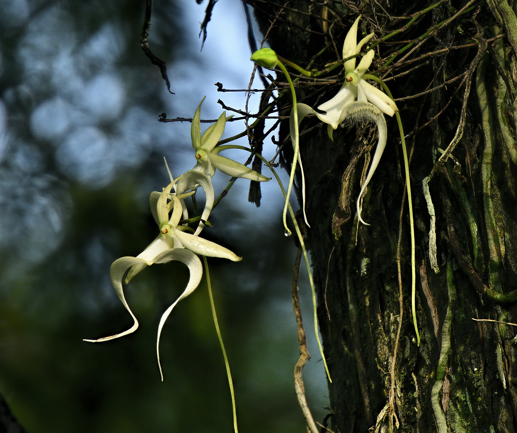 Ghost Orchid blossoms