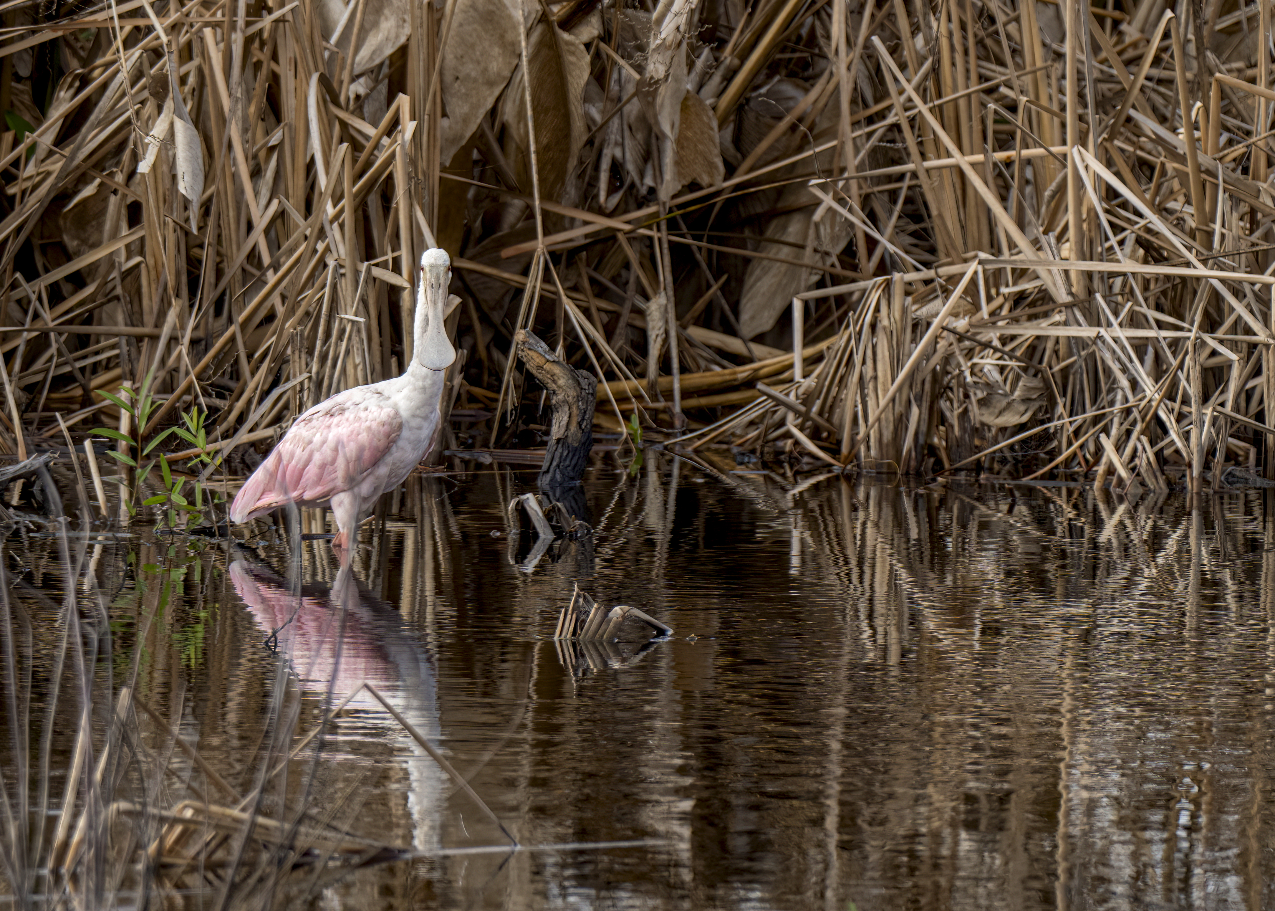 Pink wading bird standing in a shallow marsh