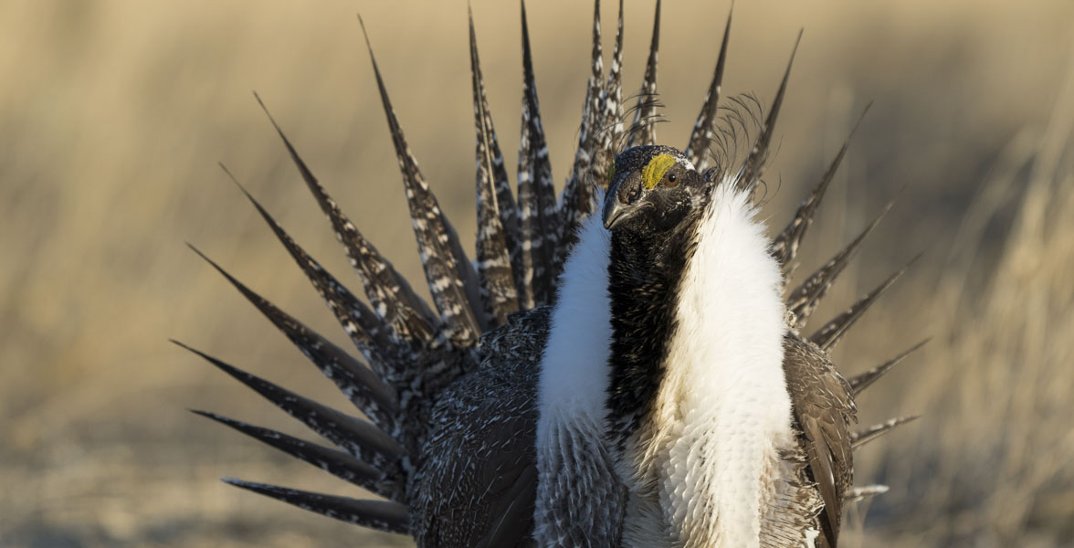 A brown and white grouse stands in dry grass.