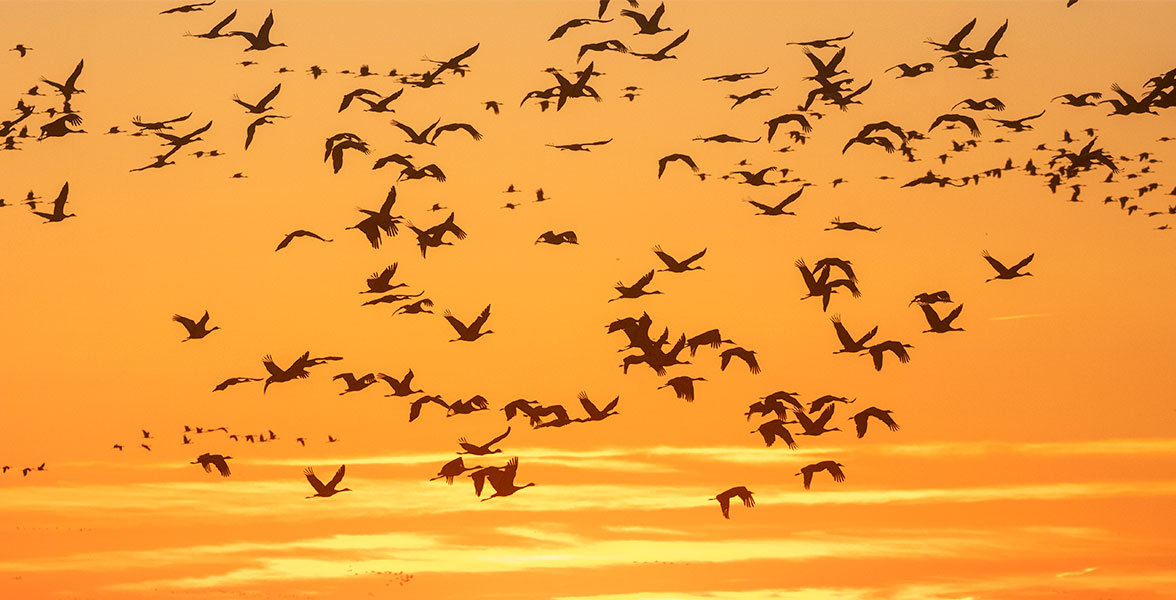 Sandhill Cranes.