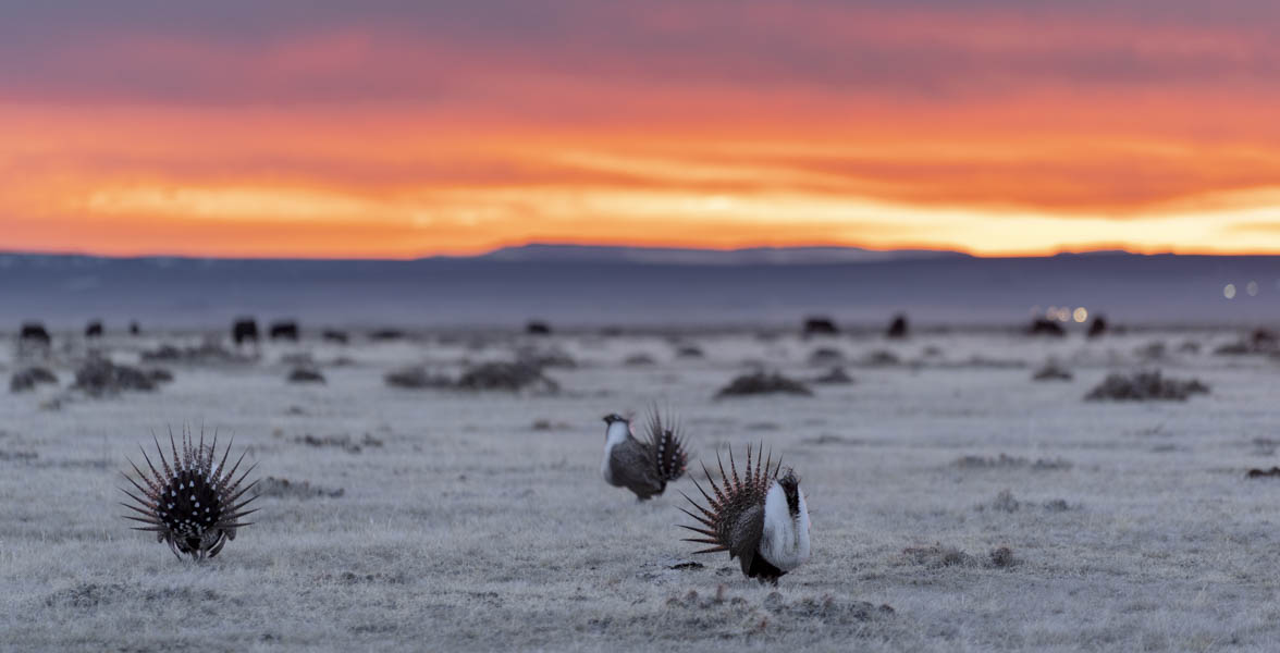 Greater Sage-Grouse in displaying at sunrise.