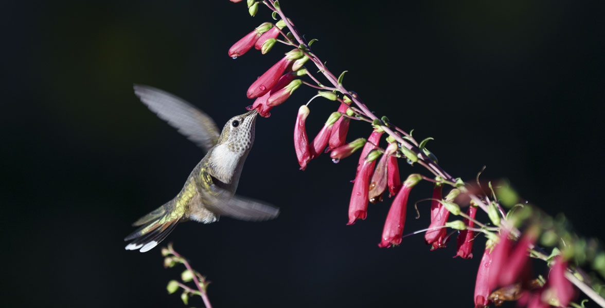 A hummingbird drinks from penstemon flowers. 