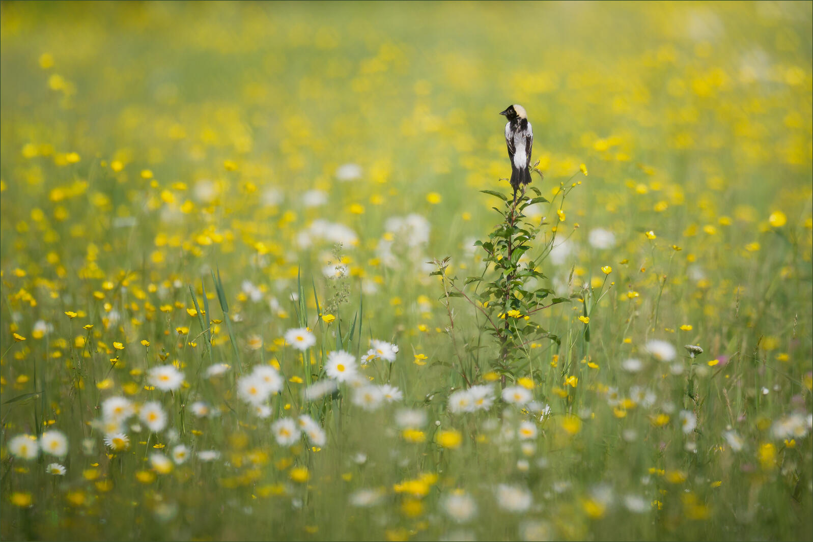 Bobolink Photo: Caroline Samson/Audubon Photography Awards