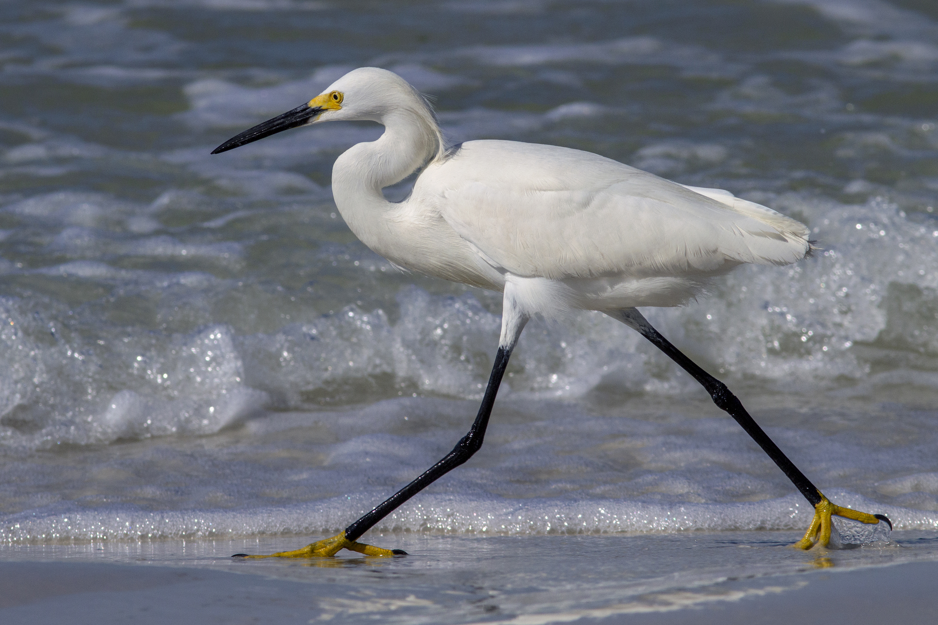 a white bird with long legs walking on the beach