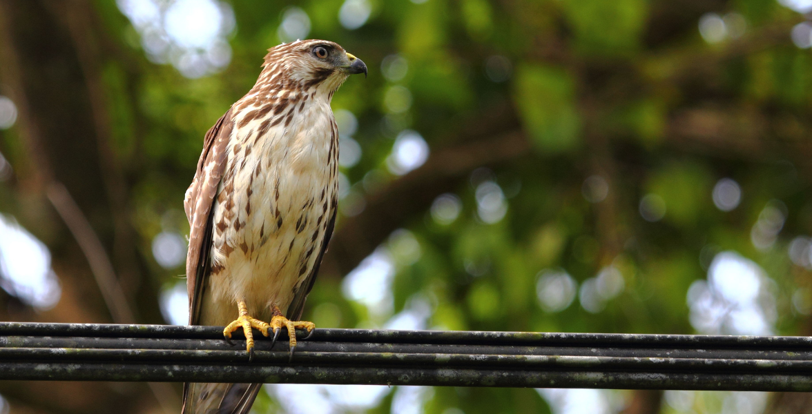 A Broad-winged Hawk perches on a wire.