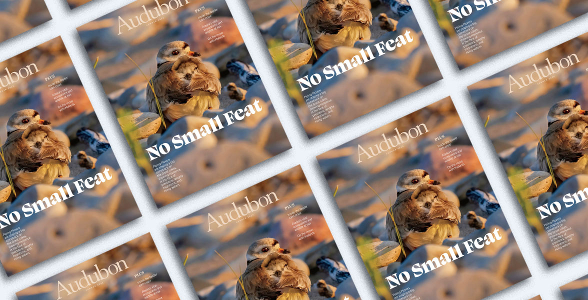 Piping Plovers, Summer 2025 <i>Audubon</i> magazine.