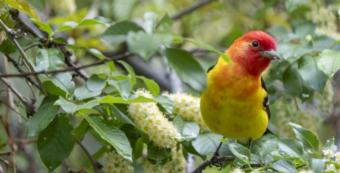 A bright orange, yellow, and black bird perches on a leafy, flowering branch.