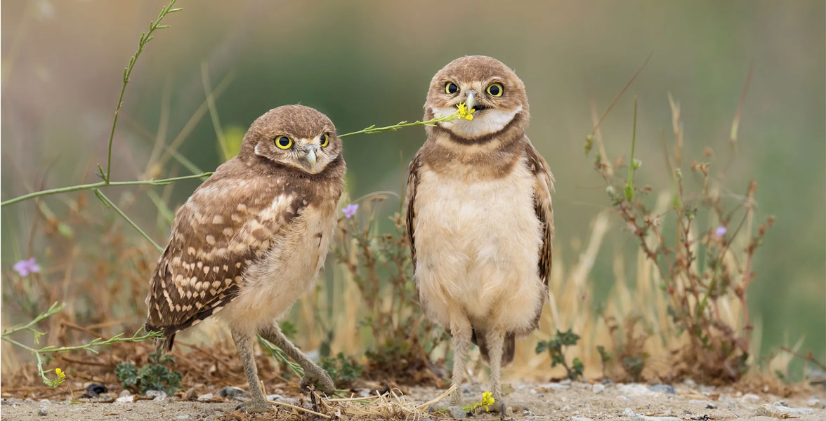 Photo of two Burrowing Owls standing side by side.