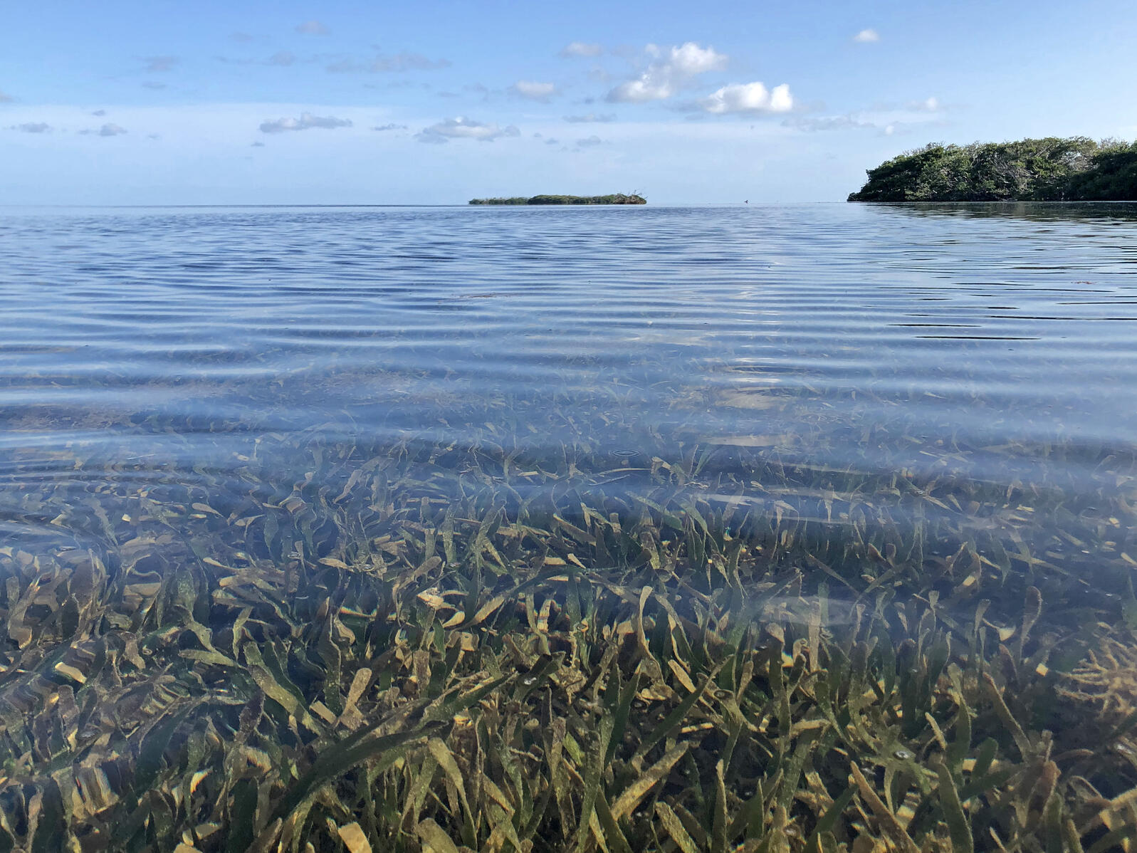 A seagrass bed in Florida Bay