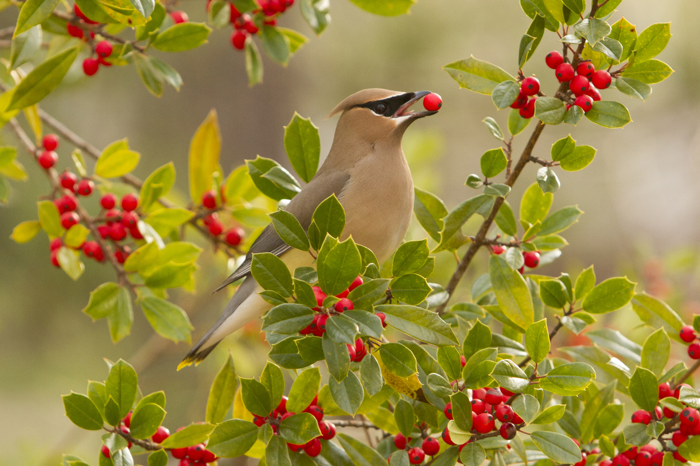 Cedar Waxwing. 