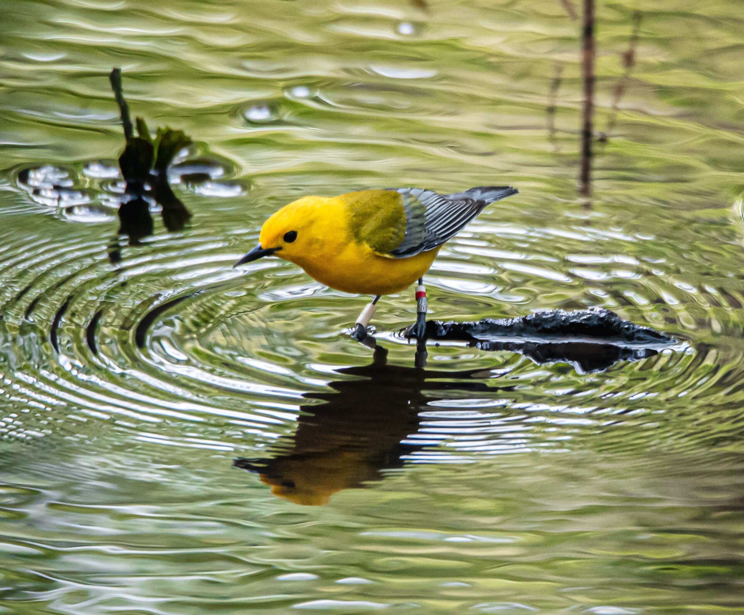 A Prothonotary Warbler, bright yellow head, deep blue wings hopped on a cypress knee just a finger nail above the surface of the water causing the water to circularly ripple around the banded bird. The bands are white on right leg and silver, red, and white on the left leg. 