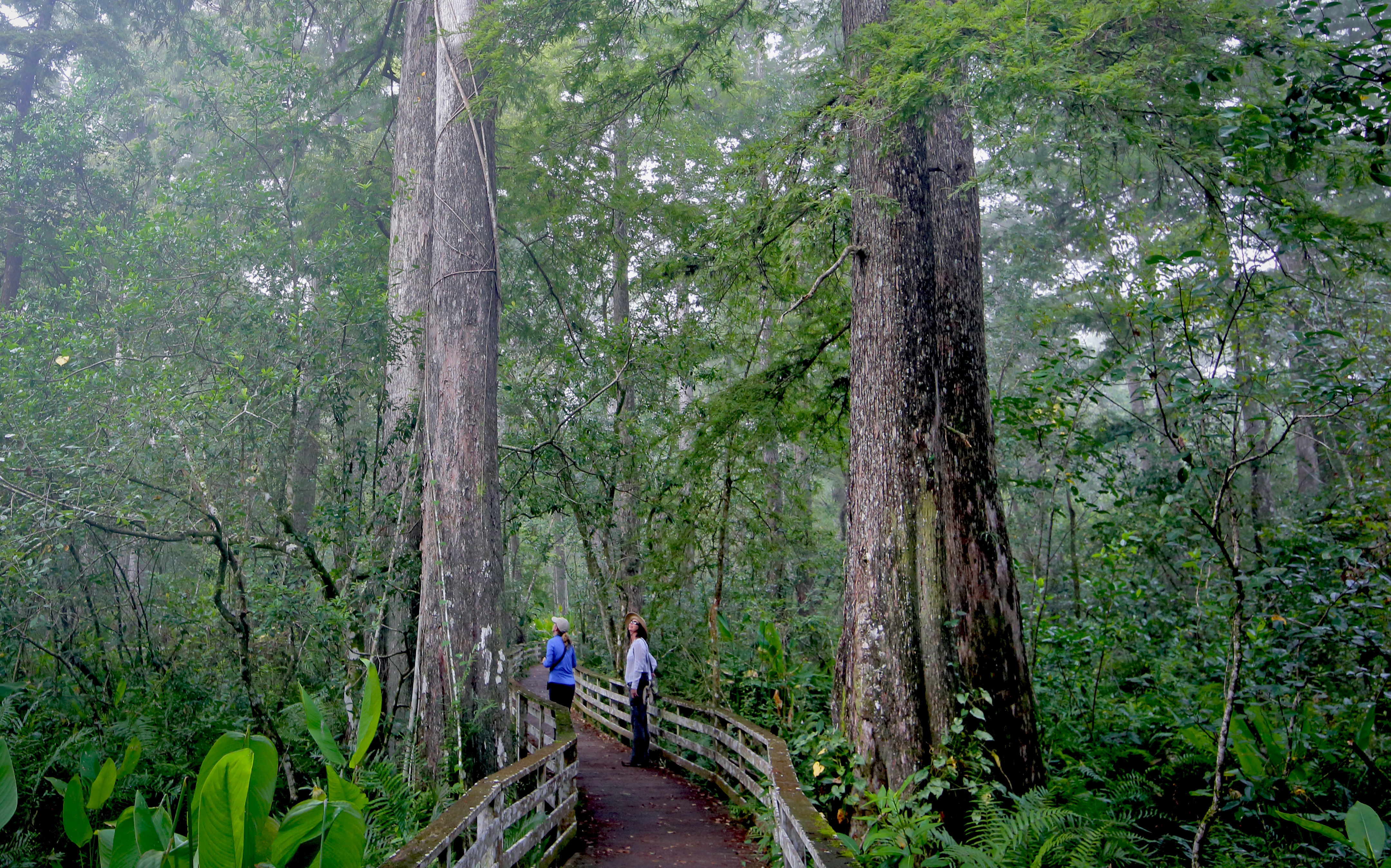 People walking between huge trees