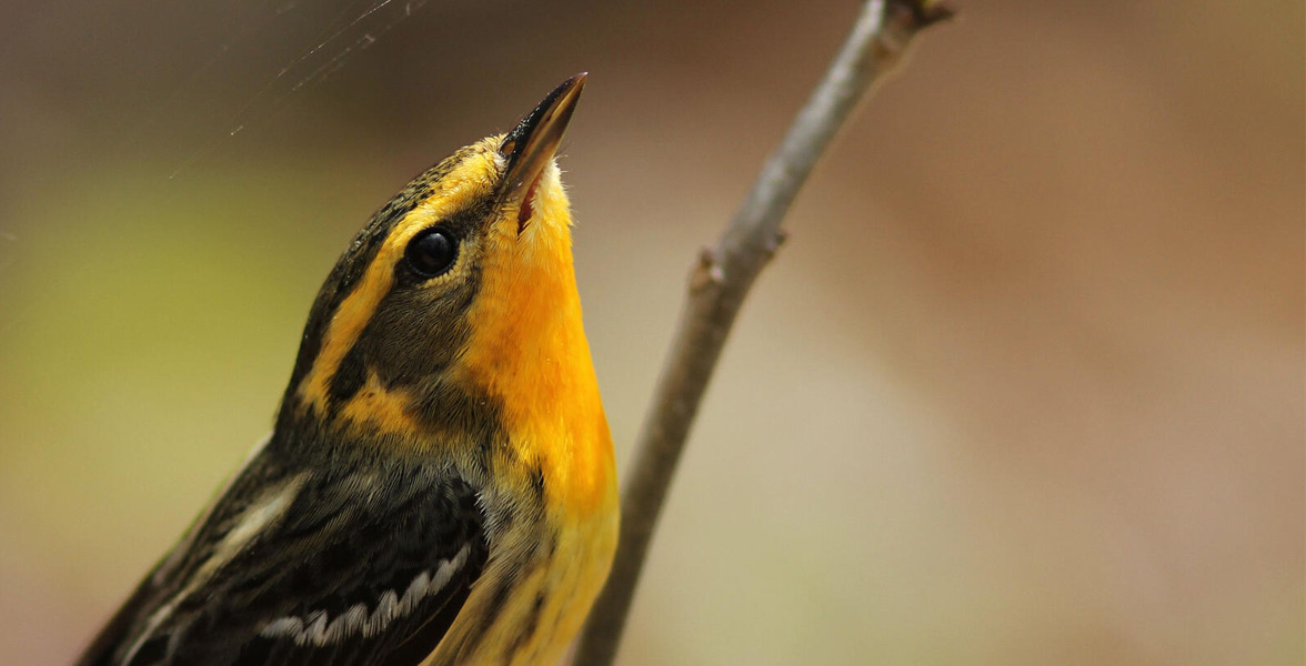 Close-up of a Blackburnian Warbler.