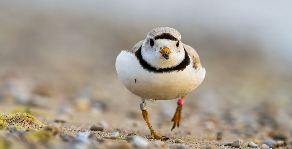 The Great Lakes Piping Plover Conservation Team outfits every plover they find with a unique combination of leg bands to help identify individual birds.