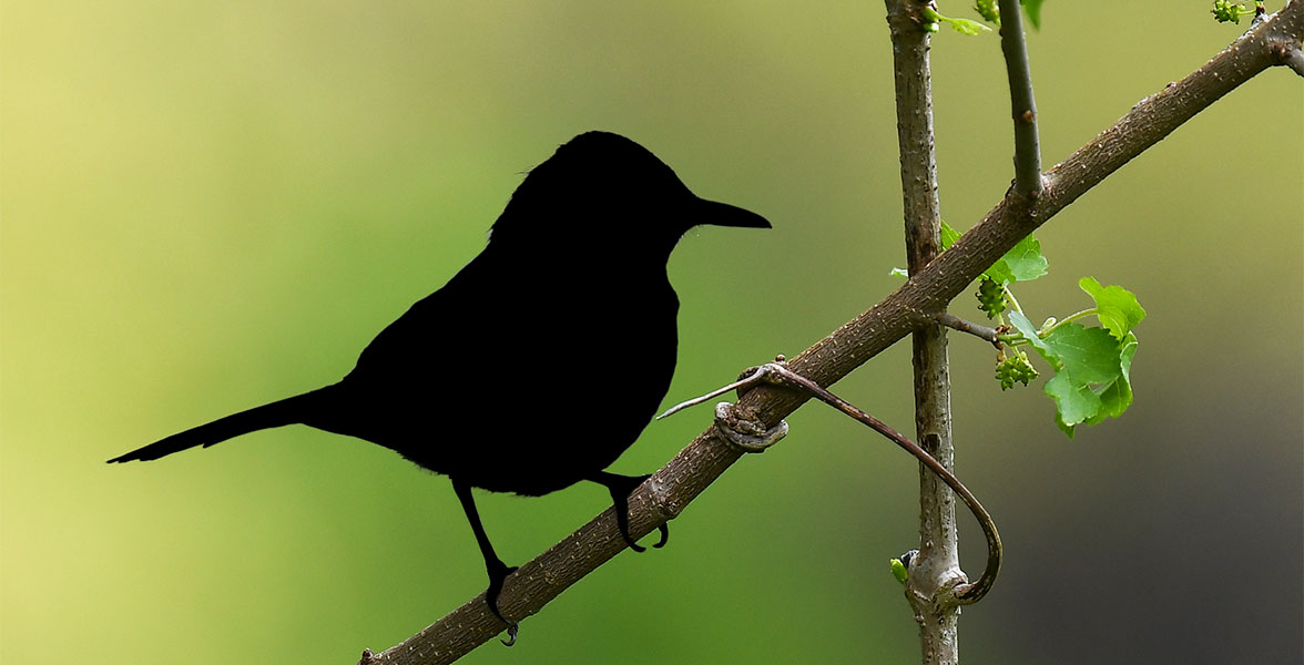 A silhouette of a bird perched on a branch.