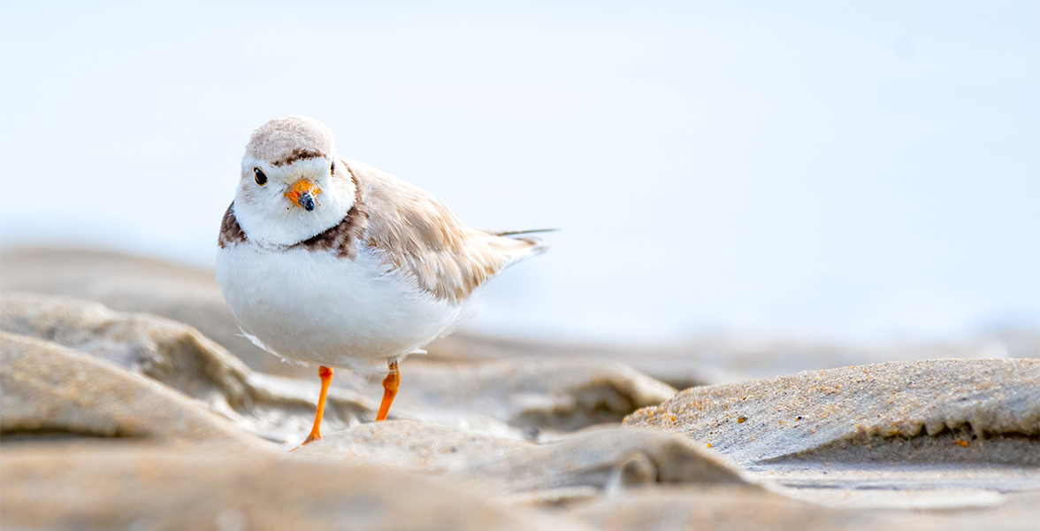 Piping Plover.