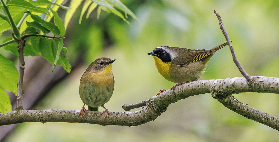Common Yellowthroats.