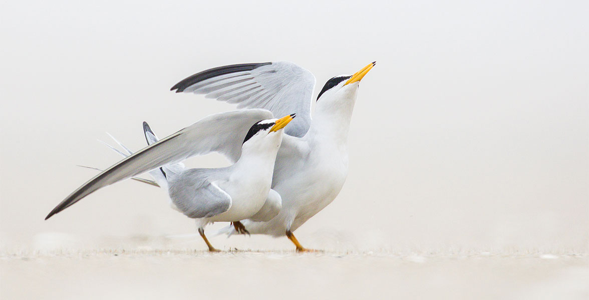 Least Terns.