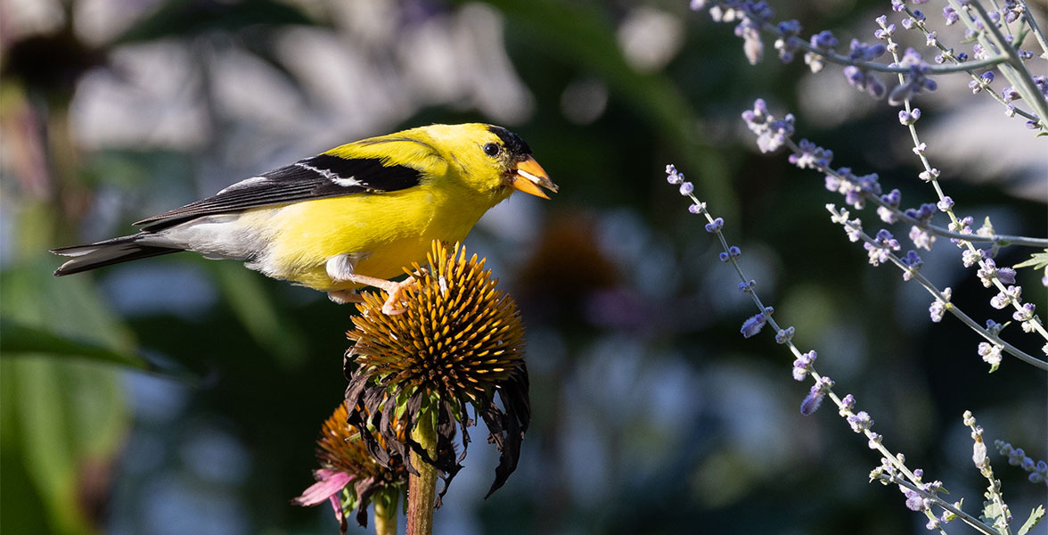 American Goldfinch feeding on coneflower.