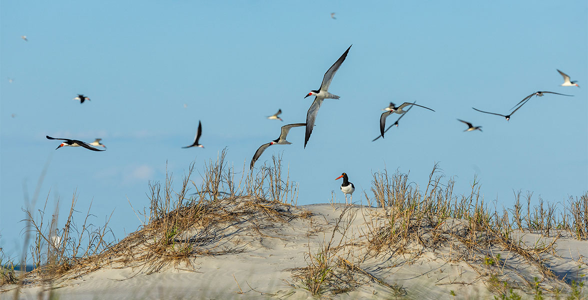 American Oystercatcher and Black Skimmers.