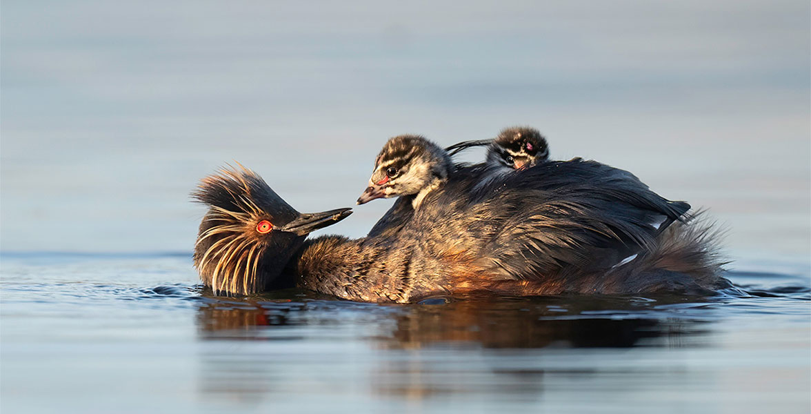 Eared Grebes.