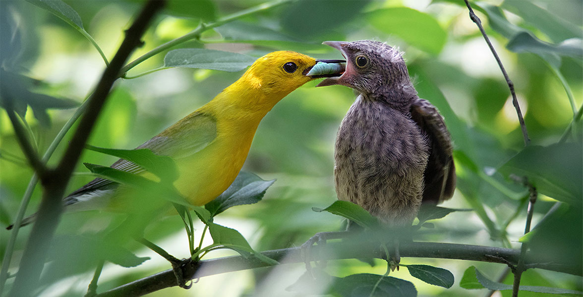 Prothonotary Warbler and Brown-headed Cowbird.