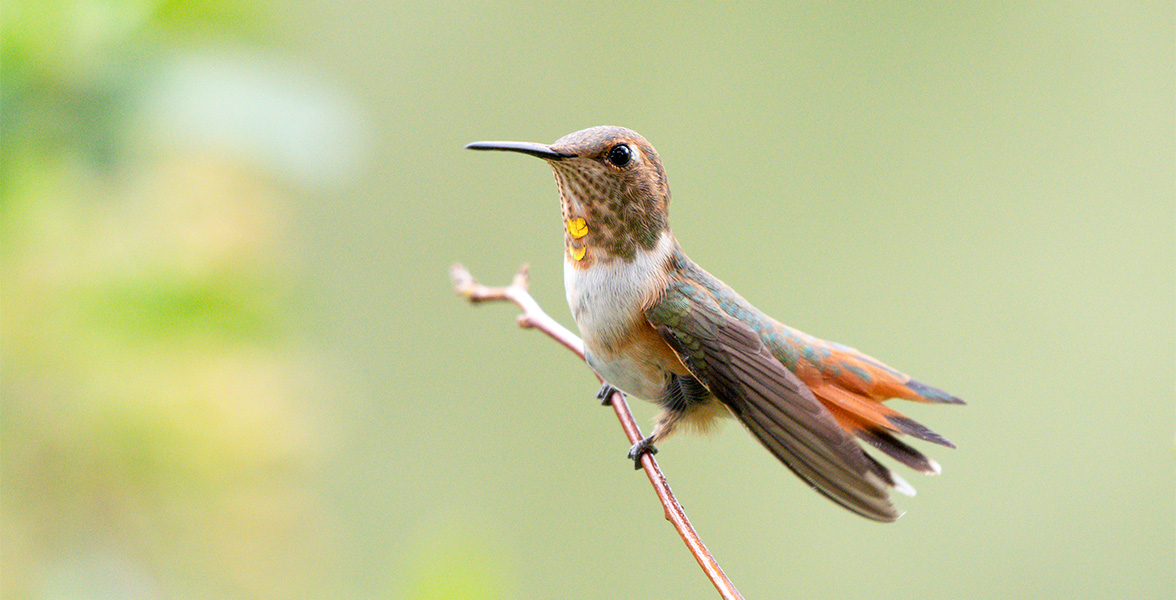 The Rufous Hummingbird, a familiar backyard visitor, has seen its numbers drop in recent decades.