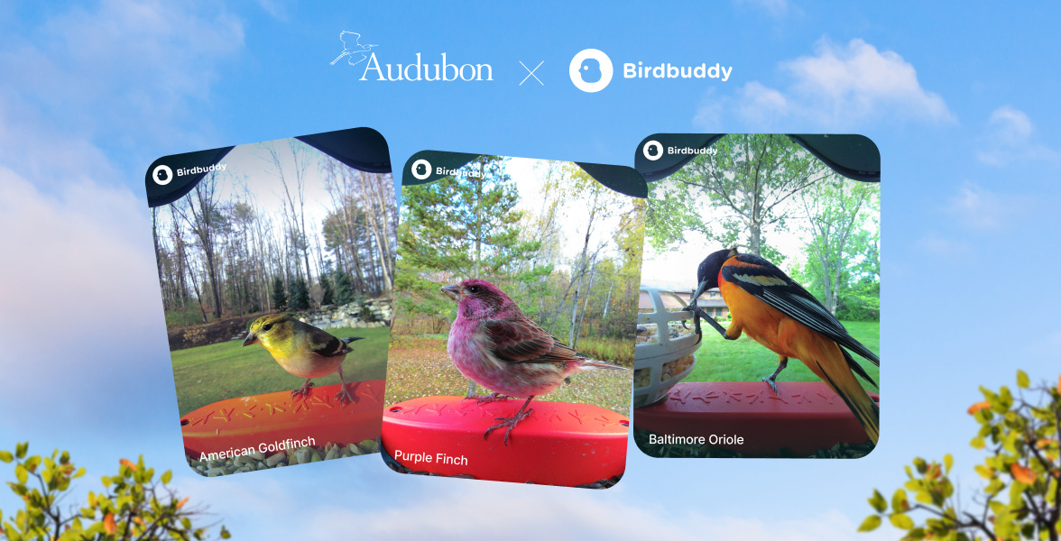 Bird Buddy product images.