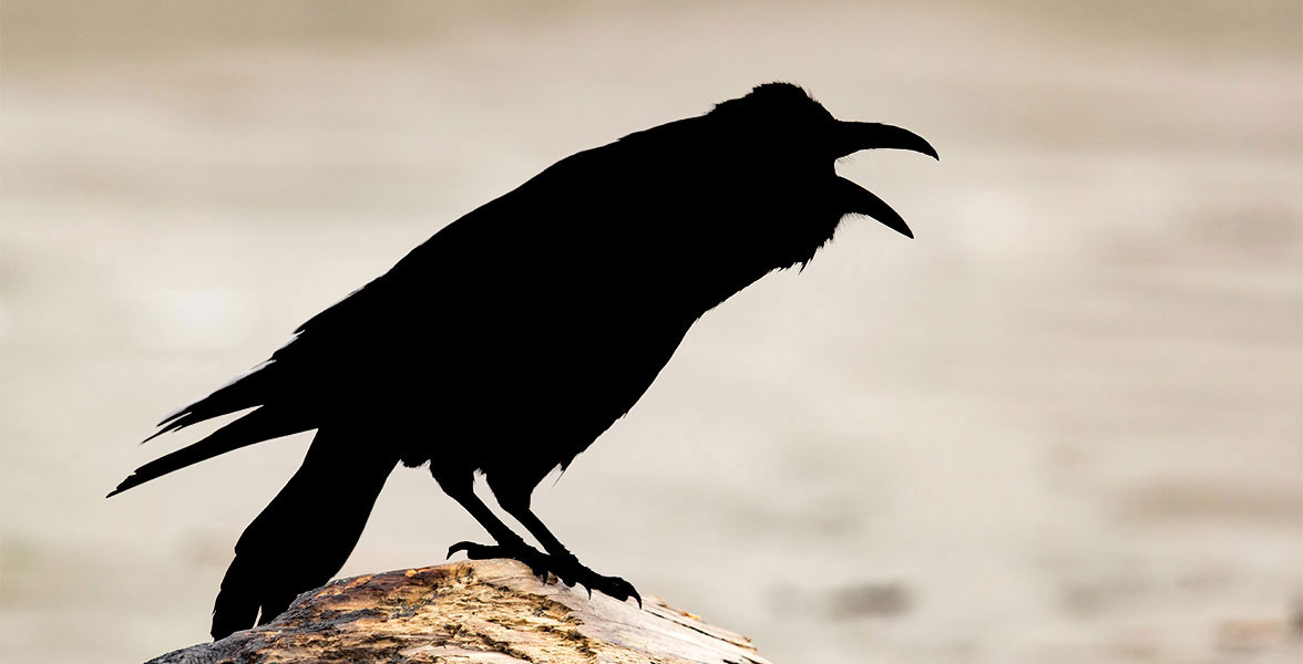 A silhouette of a bird.