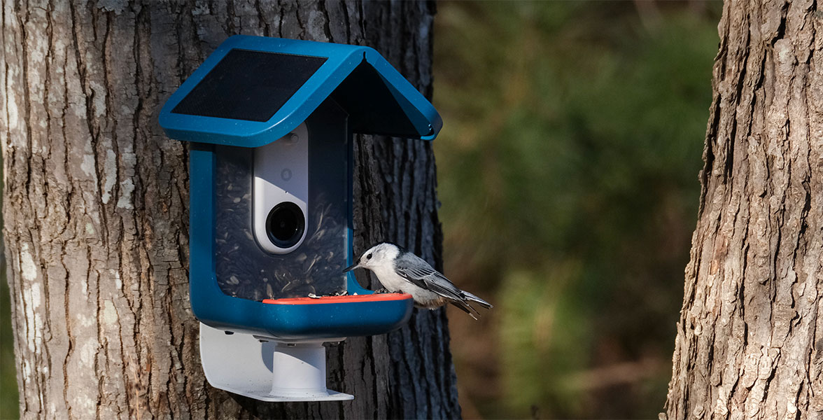 A White-breasted Nuthatch perches on a Bird Buddy smart feeder.