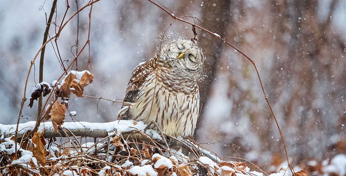 Barred Owl.