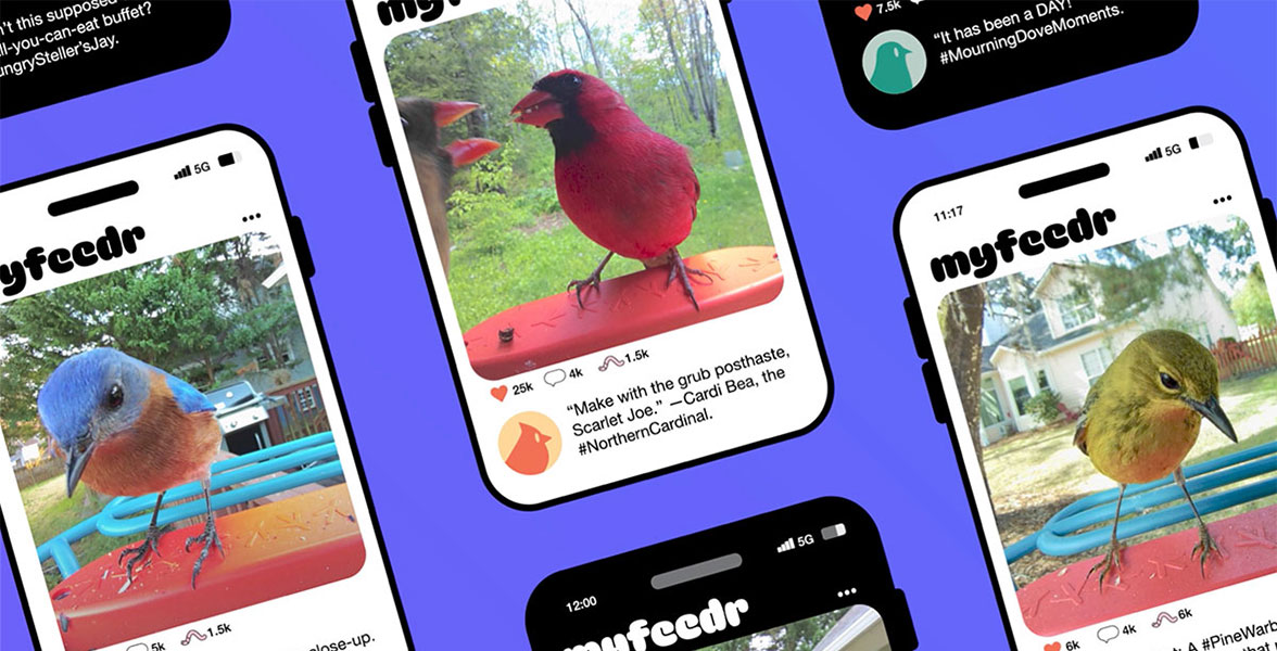 Screenshots of birds from various smart bird feeder cameras.