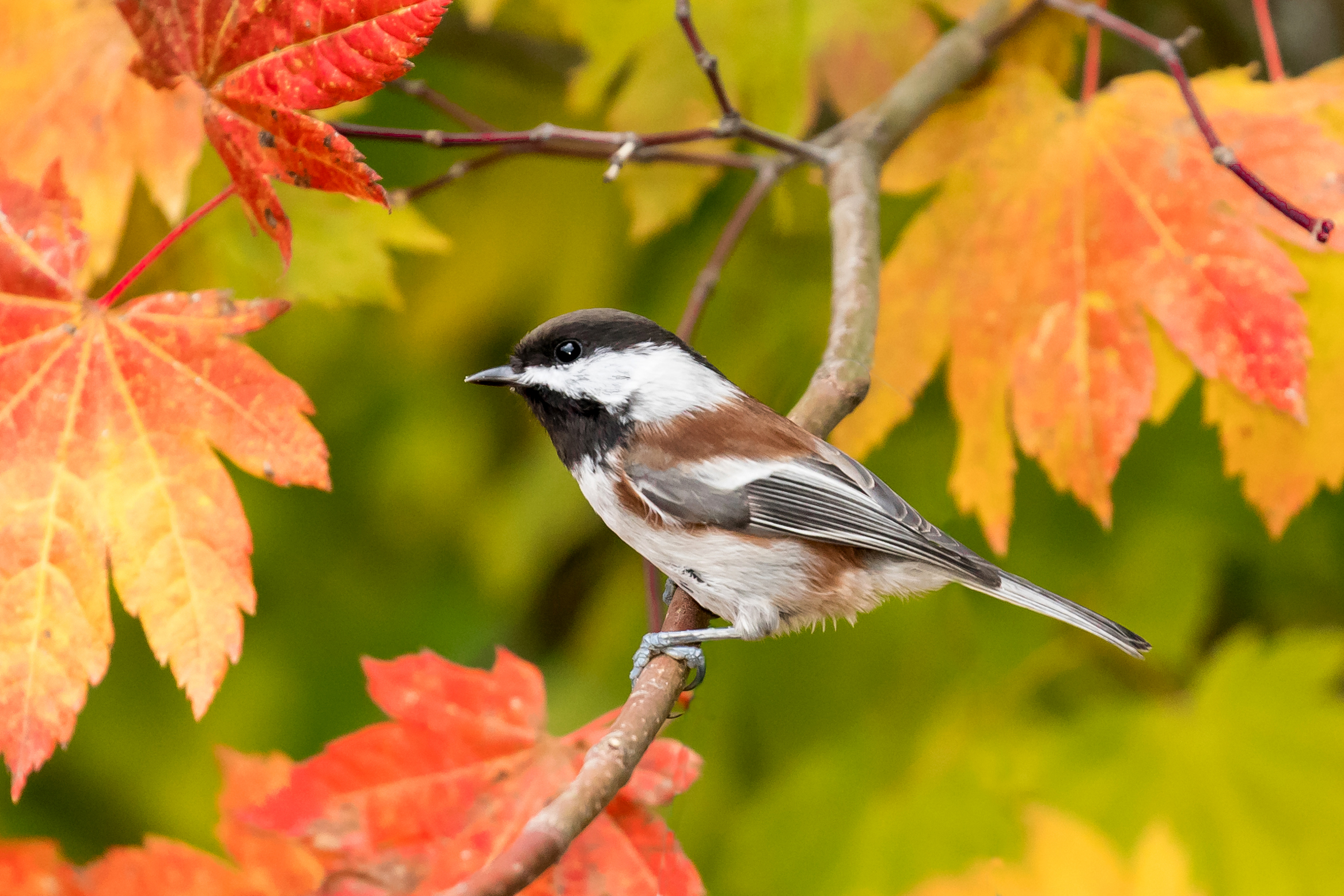 Chestnut-backed chickadee on a branch in front of fall foliage.